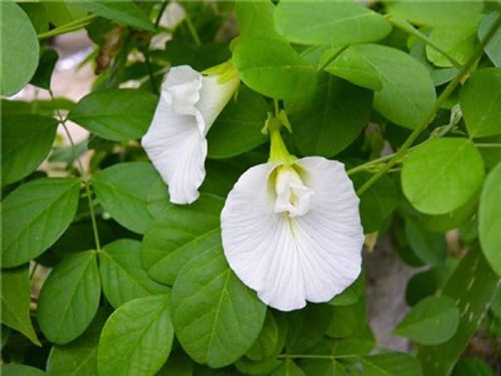 Butterfly Pea Flower Seeds