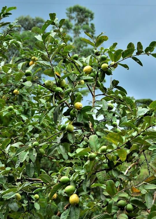 Imported Seeds Guava