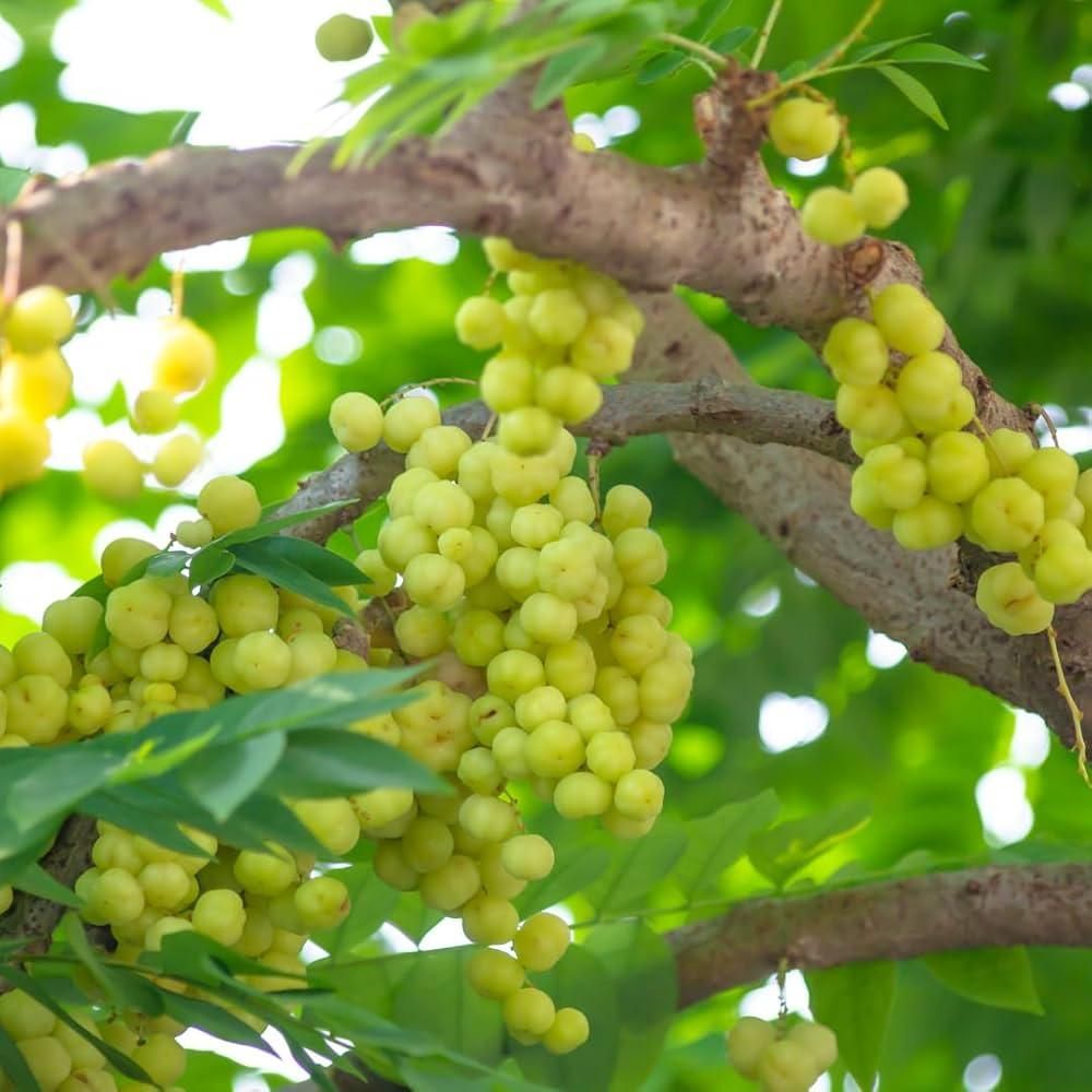 Imported Seeds Gooseberry